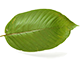 Kratom Tincture